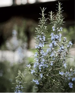 Aromatique
